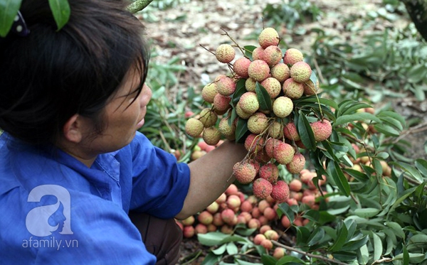 đầu voi đuôi chuột